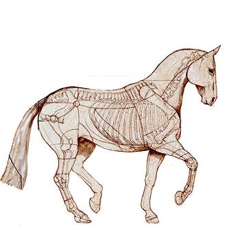 osteopathe-equin-gard-herault-massages-chevaux